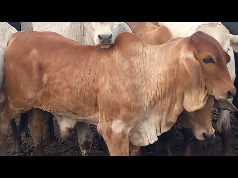 Feira de Gado Capoeiras Pe.30/04/26