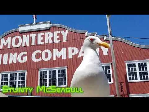 stunty mcseagull