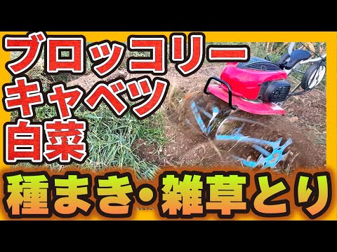 園芸 ケールキャベツ、ケールキャベツ、無頭ケール、ヤシキャベツ