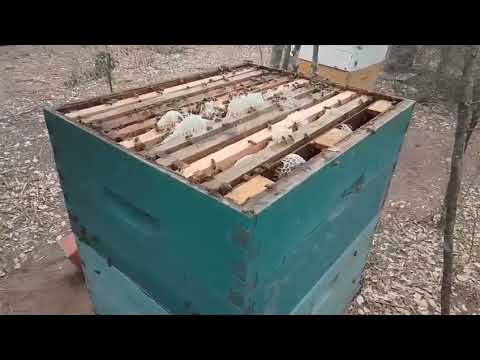 Apiario de Lucas Arganaraz . Monte Quemado. Santiago del Estero