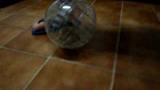 preview picture of video 'Hamster passeando na bolinha'