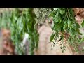 I Created A Place For Drying Herbs By Hanging Them At Our Home