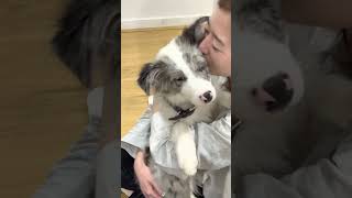 Adorable Blue Merle Border Collie Puppy: A Beloved Bundle of Cuteness! 🐶💙 #BlueMerlePuppyLove