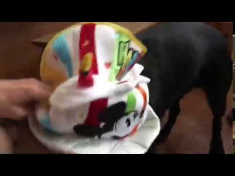 Adel turned 11! She's a Retired Autism Assistance Dog Guide, still hiding from Cruella! We love her!