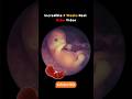 9 Weeks Baby Real Video From Womb 😍Incredible #pregnancy #fetus