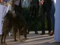 Hey Kyle Tonya Fucked Up Dog