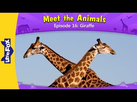 Meet the Animals 16 | Giraffe | Wild Animals | Little Fox | Animated Stories for Kids