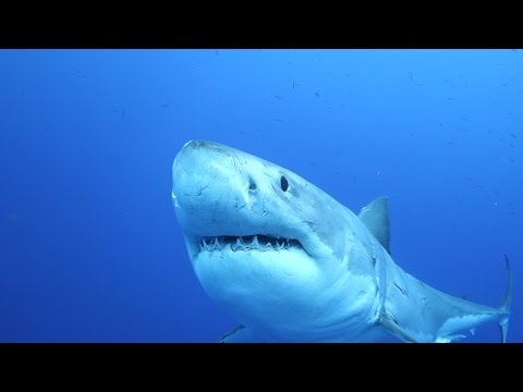 12 Stunning Videos of Life Beneath the Waves