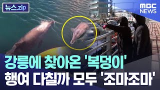 강릉에 찾아온 '복덩이' 행여 다칠까 모두 '조마조마' [뉴스.zip/MBC뉴스]