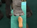 Esse Elefante é Muito Inteligente Shorts Animais Interessante
