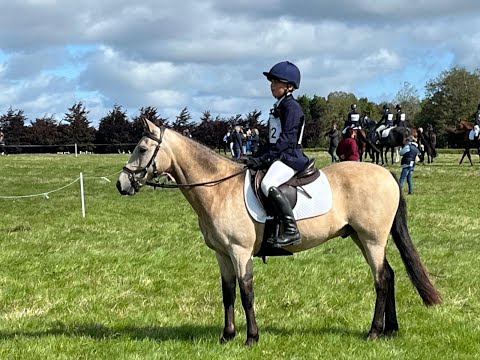 🌟 Stunning Pony Club Pony 🌟 - Image 2