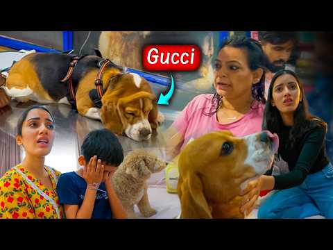 Sab Foot Footkar Rone Lage 🥺 Gucci ki poonch Cut ke alag ho gayi