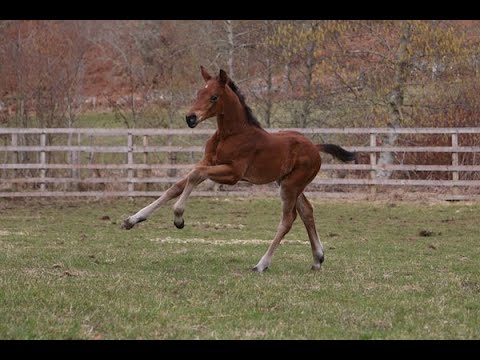 Fynch Hill Caledonia