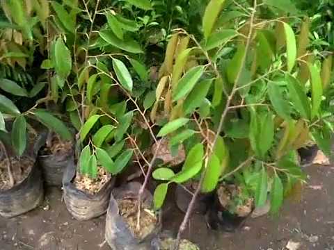 Durian BAWOR kaki tiga - Jual Bibit Durian Bawor