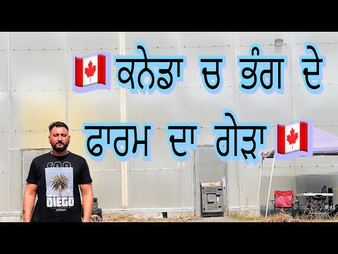 🇨🇦Farm Life in Canada (Marijuana)🇨🇦Chahal lifestyle vlogs