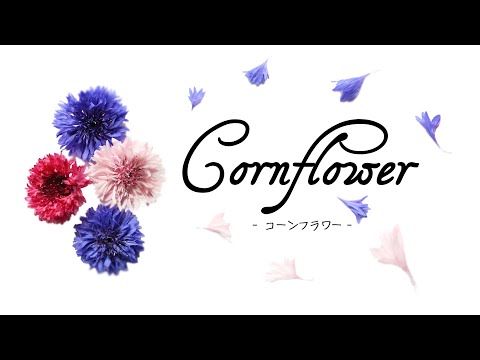 スリットリーフコーンフラワー 植物