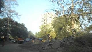 Cosmos Orchid Blossom