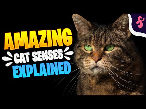 🧠Top 10 Amazing Cat Senses Explained | Furry Feline Facts