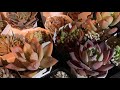 続・夜の植え替え大会 続・夜の植え替え大会