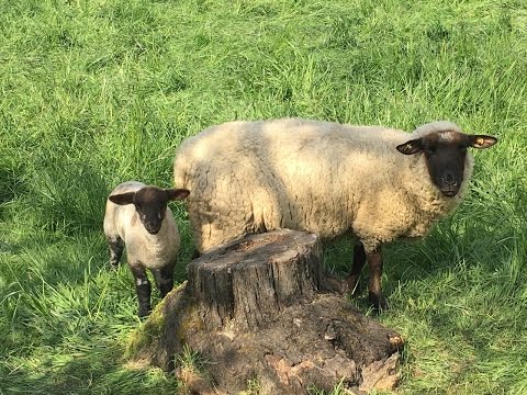 Toller Start in Dassel - Riesenempfang in Einbeck