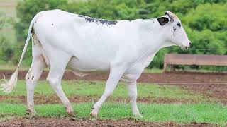 LOTE 8 - BATEIA FIV SNOWRUSH BASF (2466-CN)