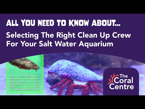 All You Need To Know About Selecting The Right Clean Up Crew For Your Salt Water Aquarium