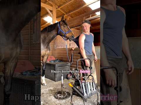 POV:Your horse's favorite person isn't you.😂🐴#farrier #horse #funny #fyp