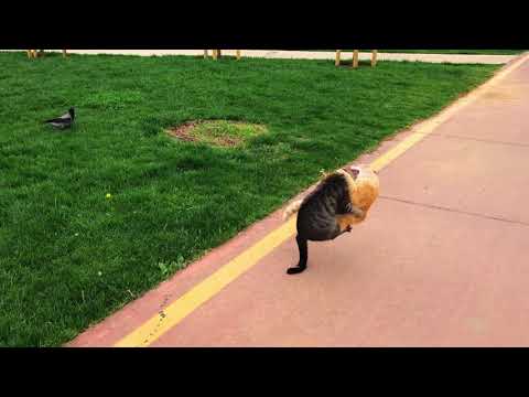 Real Slow Motion Cat Fight in Istanbul - Battle for territory - Cat Video with IPhone 8 Plus
