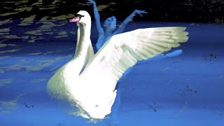 The Dying Swan -- Harmonica by harproli