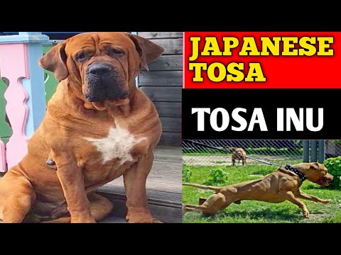 Japanese tosa dog || Japanese tosa || tosa inu