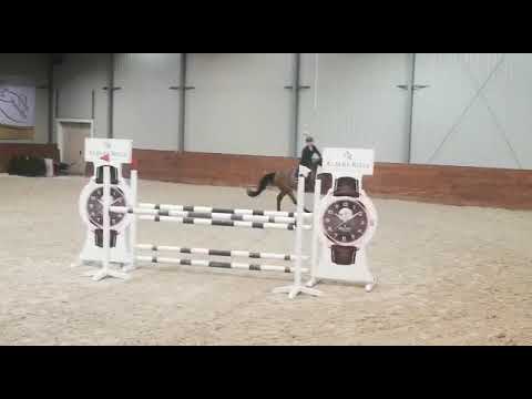 Carissima (Arezzo VDL x Carambole) 2020/03/14 HZO Leszno - 120 cm I SPRZEDANA / SOLD