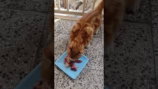 Download lagu وقتی پشمک پیداش نیست زردک بی تابی می‌کنه حالاکه آمده نمیزاره غذابخوره داره خواهرشوتنبیه می‌کنه خخخخخ mp3