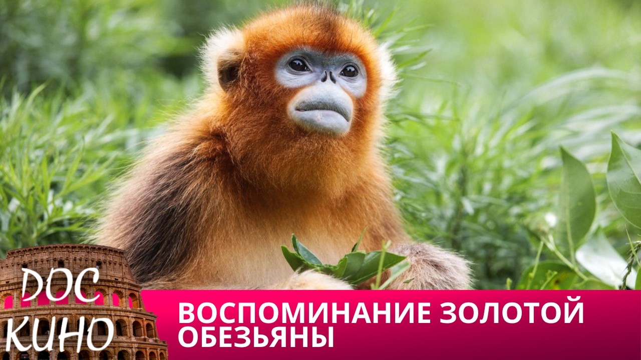 🎭 ВОСПОМИНАНИЕ ЗОЛОТОЙ ОБЕЗЬЯНЫ🌎 ДОКУМЕНТАЛЬНОЕ КИНО 🎆 2021