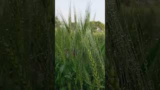 Download lagu 15 January 2026 mp3