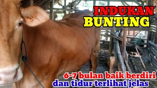 Download lagu CHARACTERISTICS OF PREGNANT COWS 6-7 MONTHS AFTER THE CALF IS SOLD# mp3