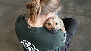 Dogs SAVED from being Eaten in Yulin Dog Meat Festival