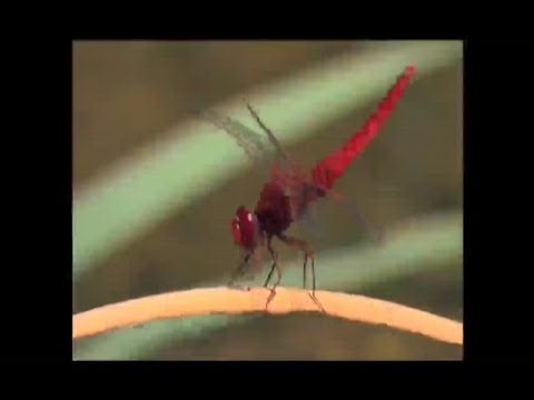 Lehrfilm / Biologie: LIBELLEN - URZEITLICHE RÄUBER (Trailer / Vorschau)