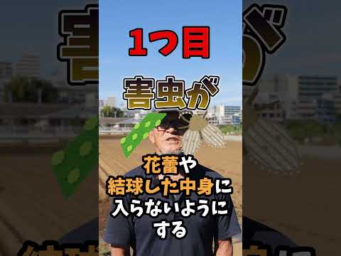 根こぶキャベツ