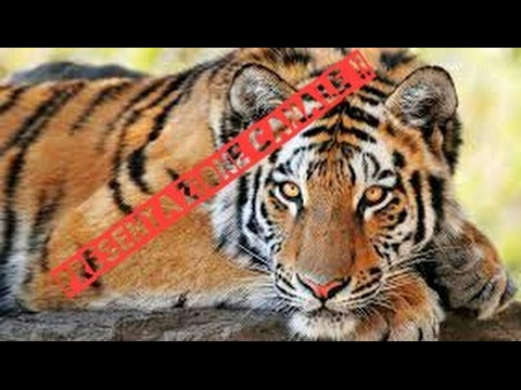 PRESENTAZIONE DEL MIO CANALE!