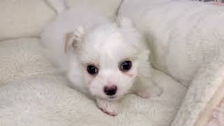 ハーフ犬の動画01