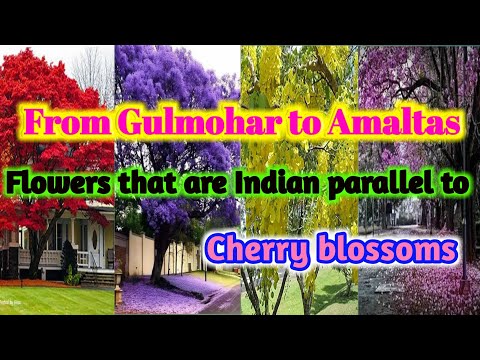 From Gulmohar to Amaltas, Flowers that are Indian Parallel to Cherry blossoms