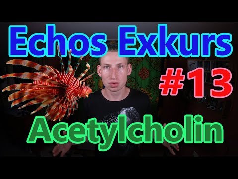 Echos Exkurs #13 - Acetylcholin
