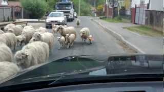 preview picture of video 'Turma de oi pe drum. Pe linga Poiana Marului.'