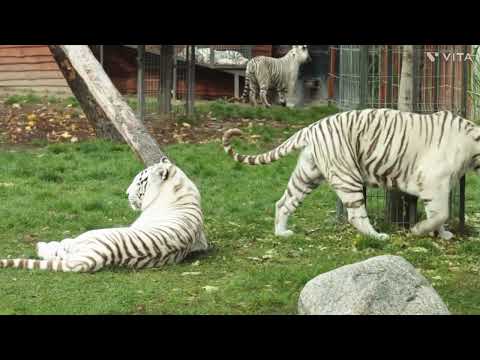 The Lion king's unlucky Brother- TOON SANDWICH# funny# disney # lion # animation # short.