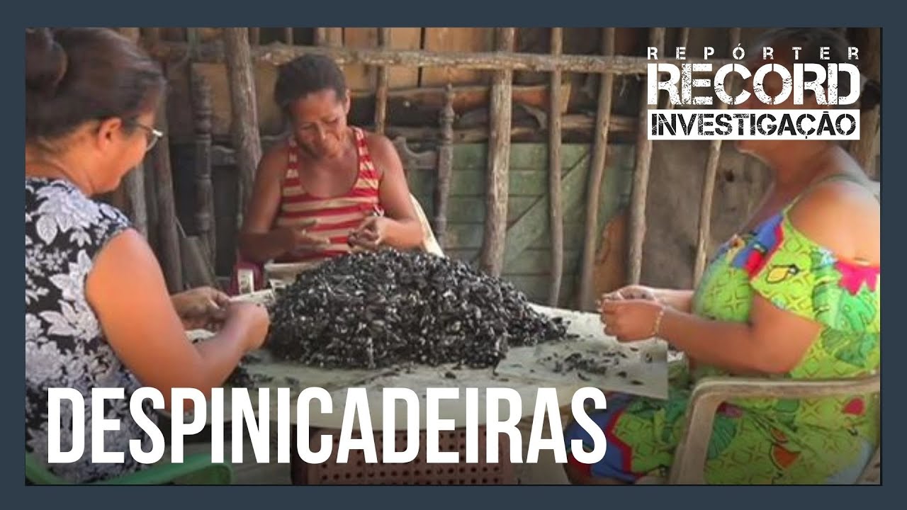 Na cadeia produtiva do sururu, mulheres trabalham até 15 horas por dia e ganham R$ 300 por mês
