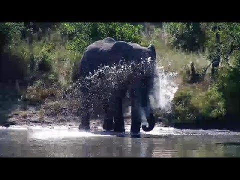 Djuma: Elephant bull with hole in left ear (not Darryl) - 08:38 - 03/23/20