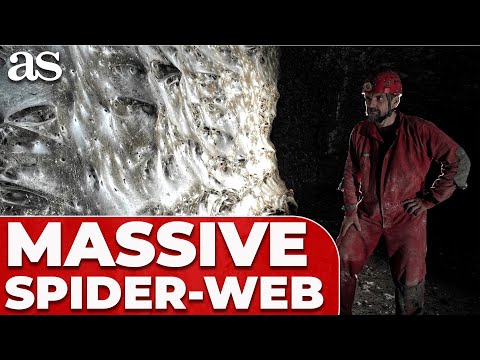 Giant SPIDER-WEB discovered! Over 100,000 spiders found inside hidden cave 😱