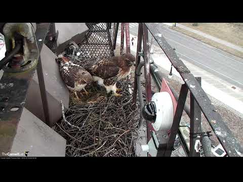 Big Red And Arthur Add Sticks To Red-tailed Hawk Nest – Mar. 18, 2019