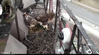 Big Red And Arthur Add Sticks To Red-tailed Hawk Nest – Mar. 18, 2019