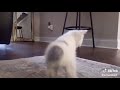 Kitty Twerk